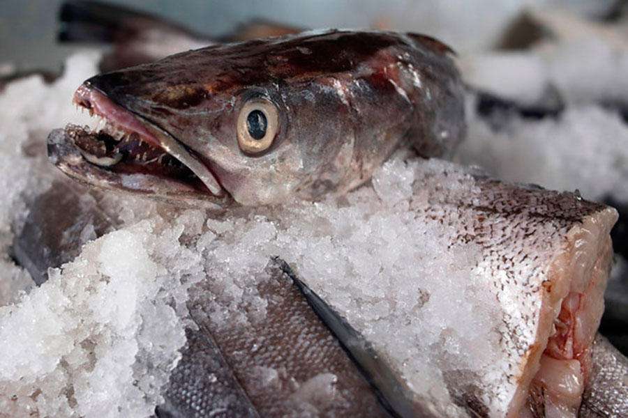 Pescado Chileno