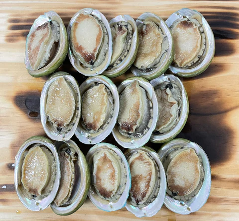 Abalone australijski